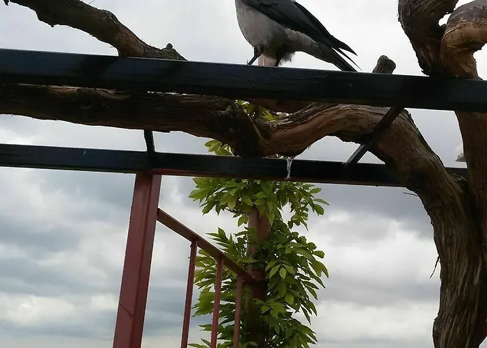 Buhara Family 3* Стамбул