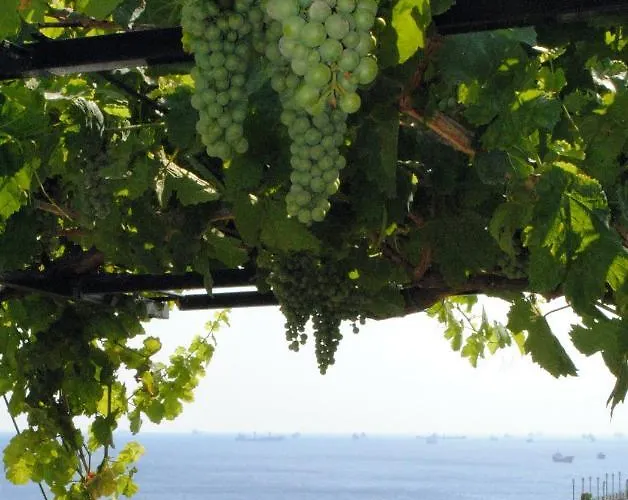 Buhara Family 3* Стамбул